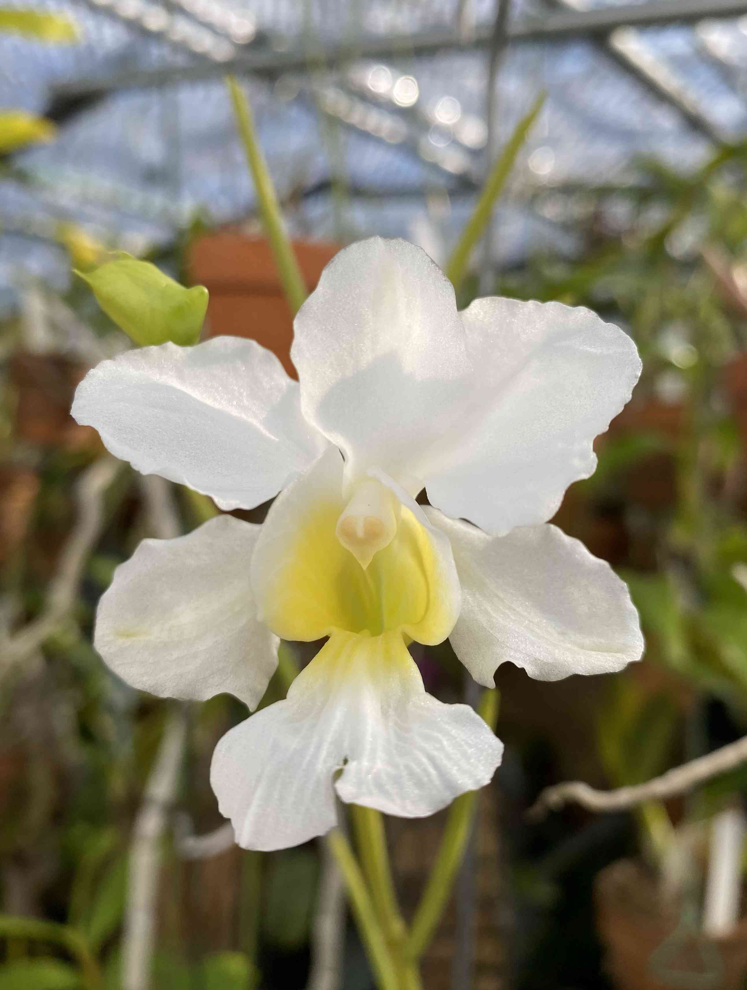 激レアパピリオナンテ パピリオナンセ テレスの一覧｜🍀GreenSnap（グリーンスナップ）