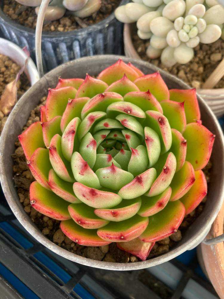 ラスト♡子持ち蓮華錦 鏡花 カット苗２個 多肉植物 ラスト♡子持ち蓮華錦 鏡花 カット苗2個 多肉植物 ラスト