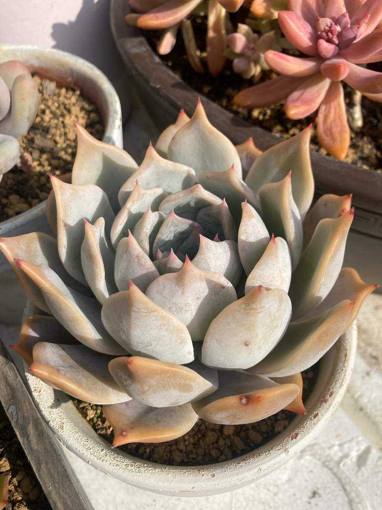 多肉の記録｜🍀GreenSnap（グリーンスナップ）