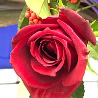 赤い薔薇,グリ,薔薇♪,皆様いつも有り難う^_^,東北人花の会の画像