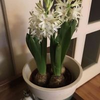 ヒヤシンス,白花,冬の雨,鳥(飾り)の画像