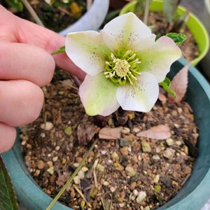 クリスマスローズ,胡蝶蘭,南高梅,チュララ,鉢植えの画像