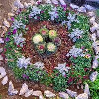 アジュガ,アリッサム,葉牡丹,ビオラ,白妙菊の画像