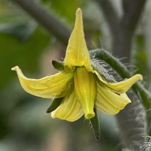 トマト,ミニトマト,花壇,ガーデニング,野菜の花の画像