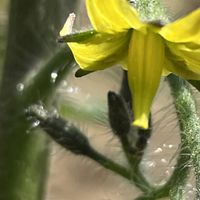 トマト,ミニトマト,花壇,ガーデニング,野菜の花の画像