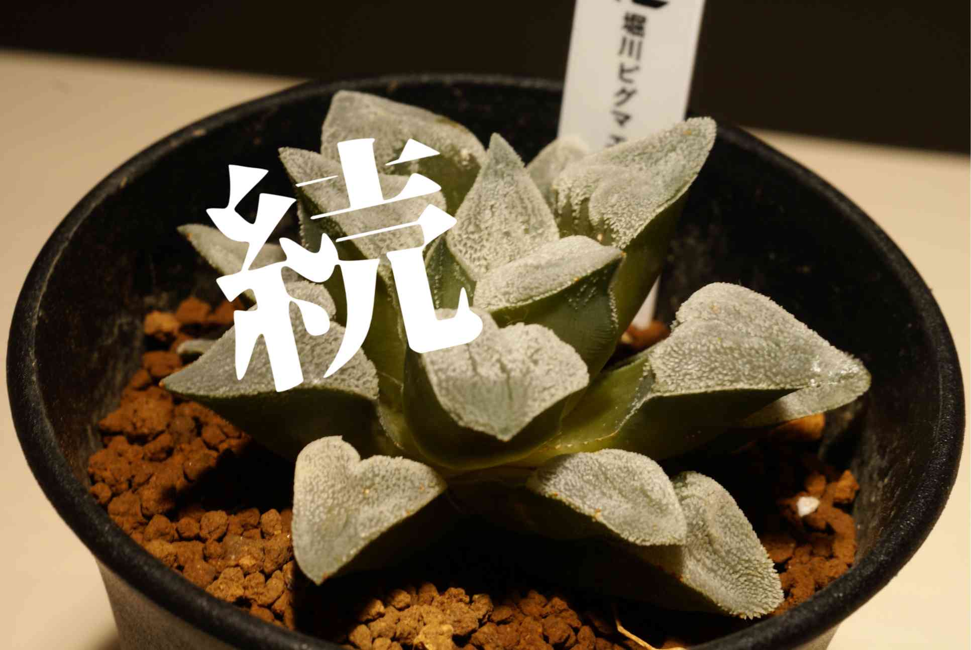 多肉植物 ハオルチア ナイルの一滴