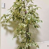 ベンジャミン,楽しみ〜,花のある暮らし,小さな幸せ♡,元気に育ててますよの画像