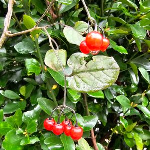 ヒヨドリジョウゴ,赤い実が可愛い,ナス科,ナス属,冬の風景の画像