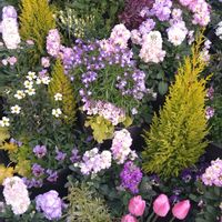ウインターコスモス,八重咲きストック,スーパーアリッサム フロスティーナイト,アイスチューリップ,カルーナ ガーデン ガールズの画像
