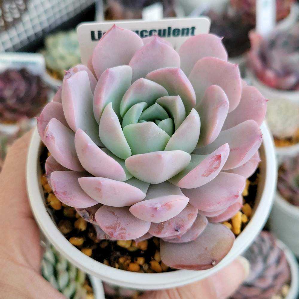 ෆ˚*感謝セールෆ˚* アメイジンググレイス 1苗 抜き苗 寄せ植え 多肉植物 ෆ˚*感謝セールෆ˚* アメイジンググレイス 1苗 抜き苗 寄せ植え