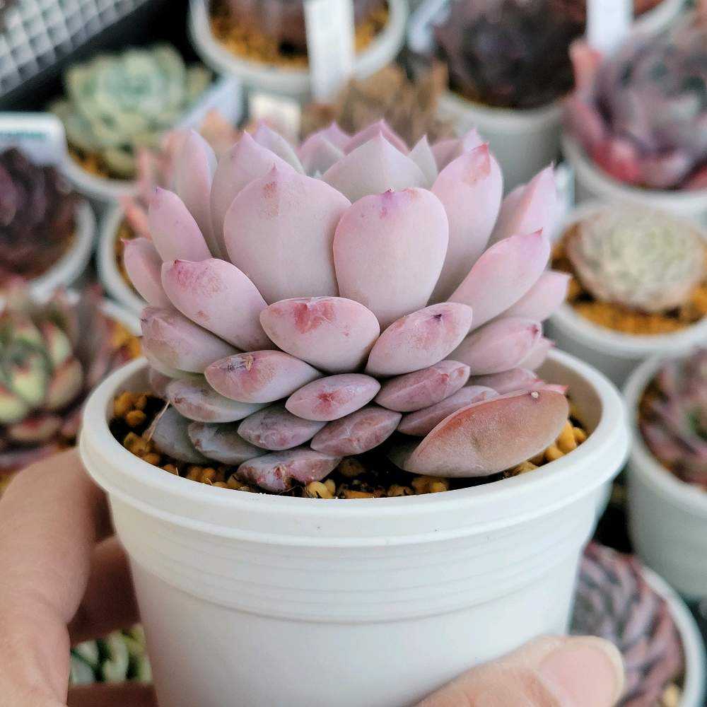 アメイジンググレイス｜🍀GreenSnap（グリーンスナップ）