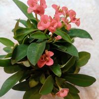 ハナキリン,花と珈琲,花キリン,botanical life,ハナキリン（花麒麟）の画像