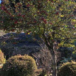 ヒイラギ,庭木,庭園,富山支部の画像