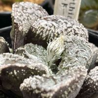 モルドール,モルドール,多肉植物,ハオルチア属,神奈川タニラーの画像