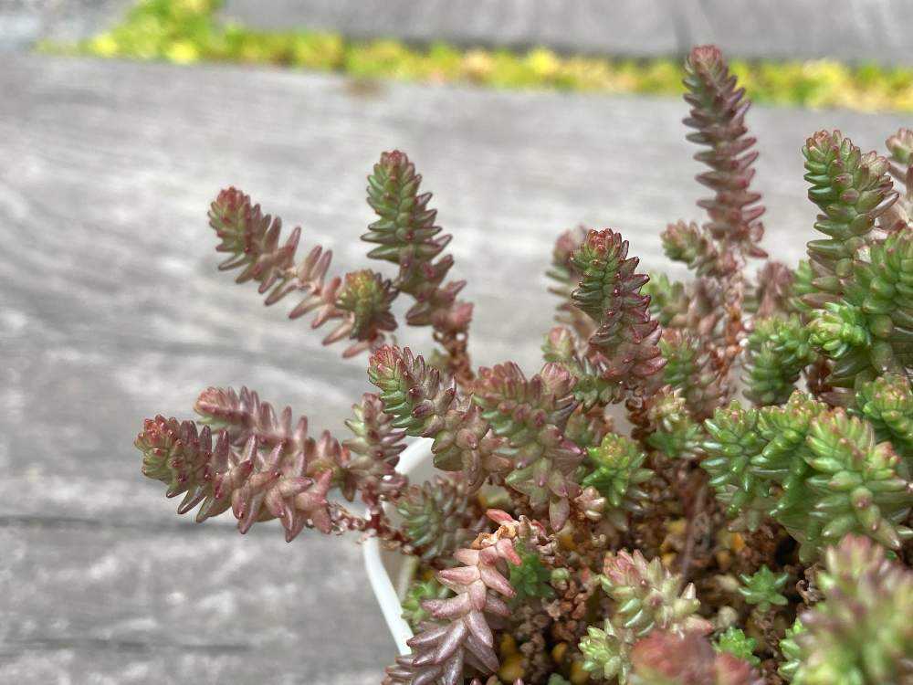 多肉アルバム⑩草系セダム（2）ラベンダー、グリーンペット