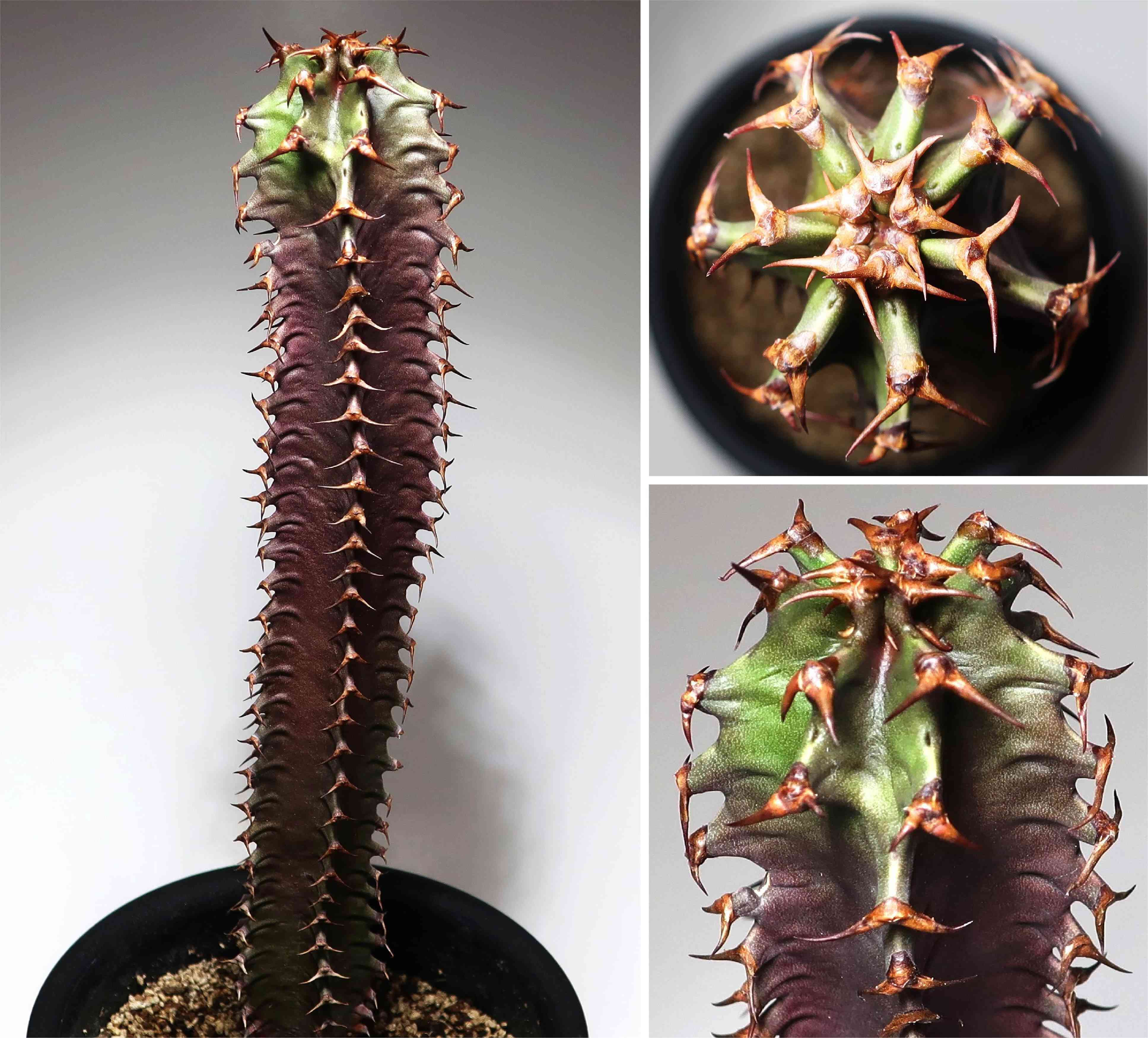 ユーフォルビア カナリエンシスの一覧｜🍀GreenSnap（グリーン