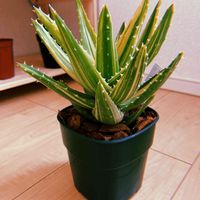 アロエ,不夜城,アロエ 不夜城,不夜城錦,多肉植物の画像
