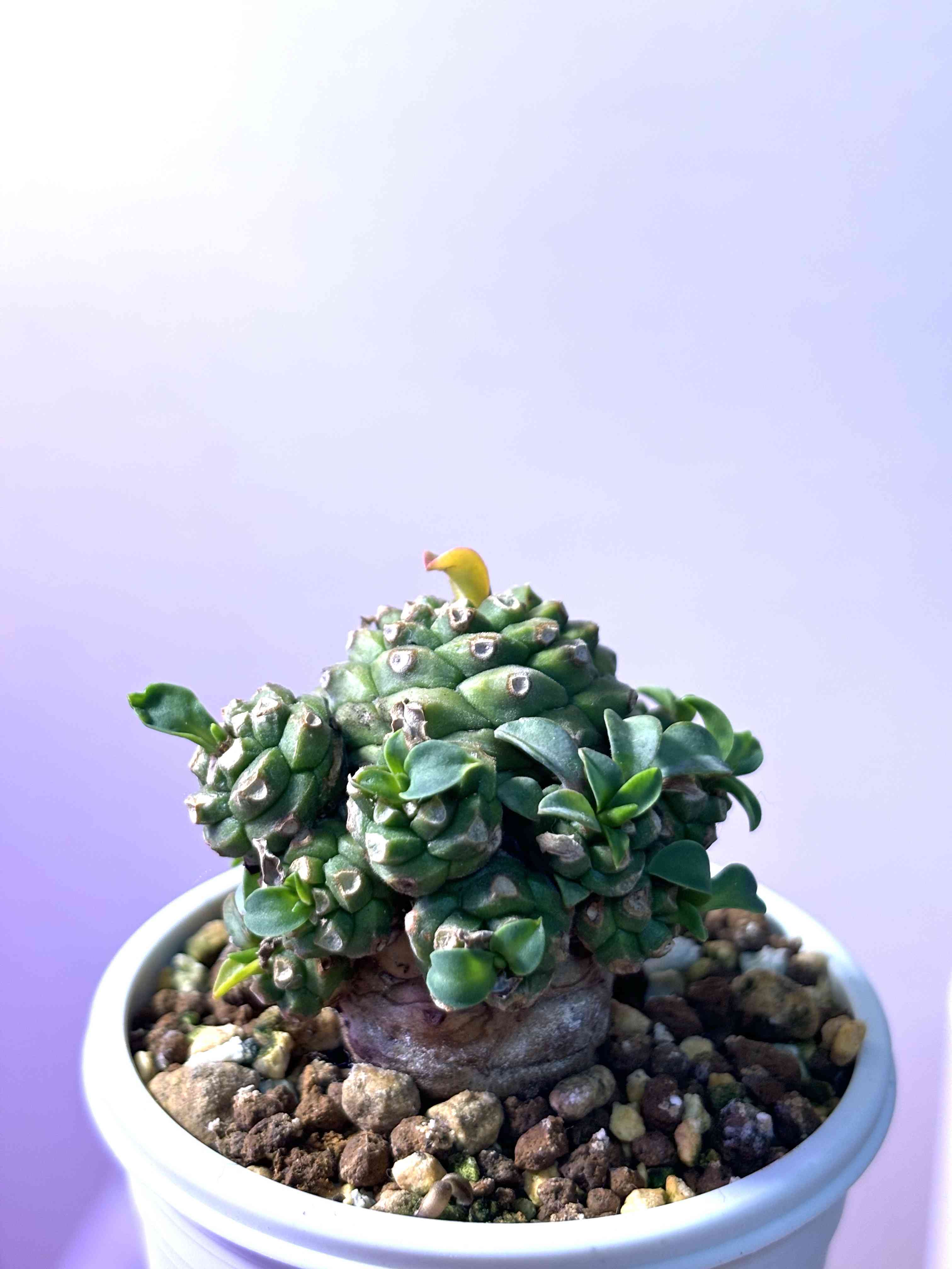 ユーフォルビア・オベサ鉄甲の一覧｜🍀GreenSnap（グリーン