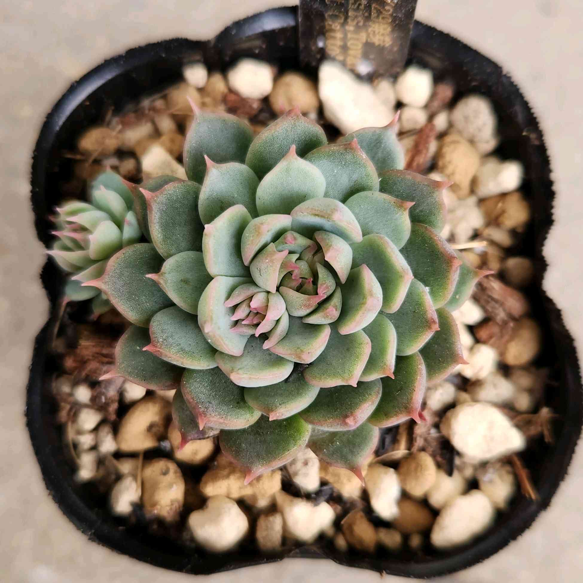 ＊Y♡K 多肉＊トバレンシストバル×ヴィンセントカトー②銀天女プロリフィカ Y♡K 多肉様専用＊トバレンシストバル×ヴィンセントカトー②銀天女