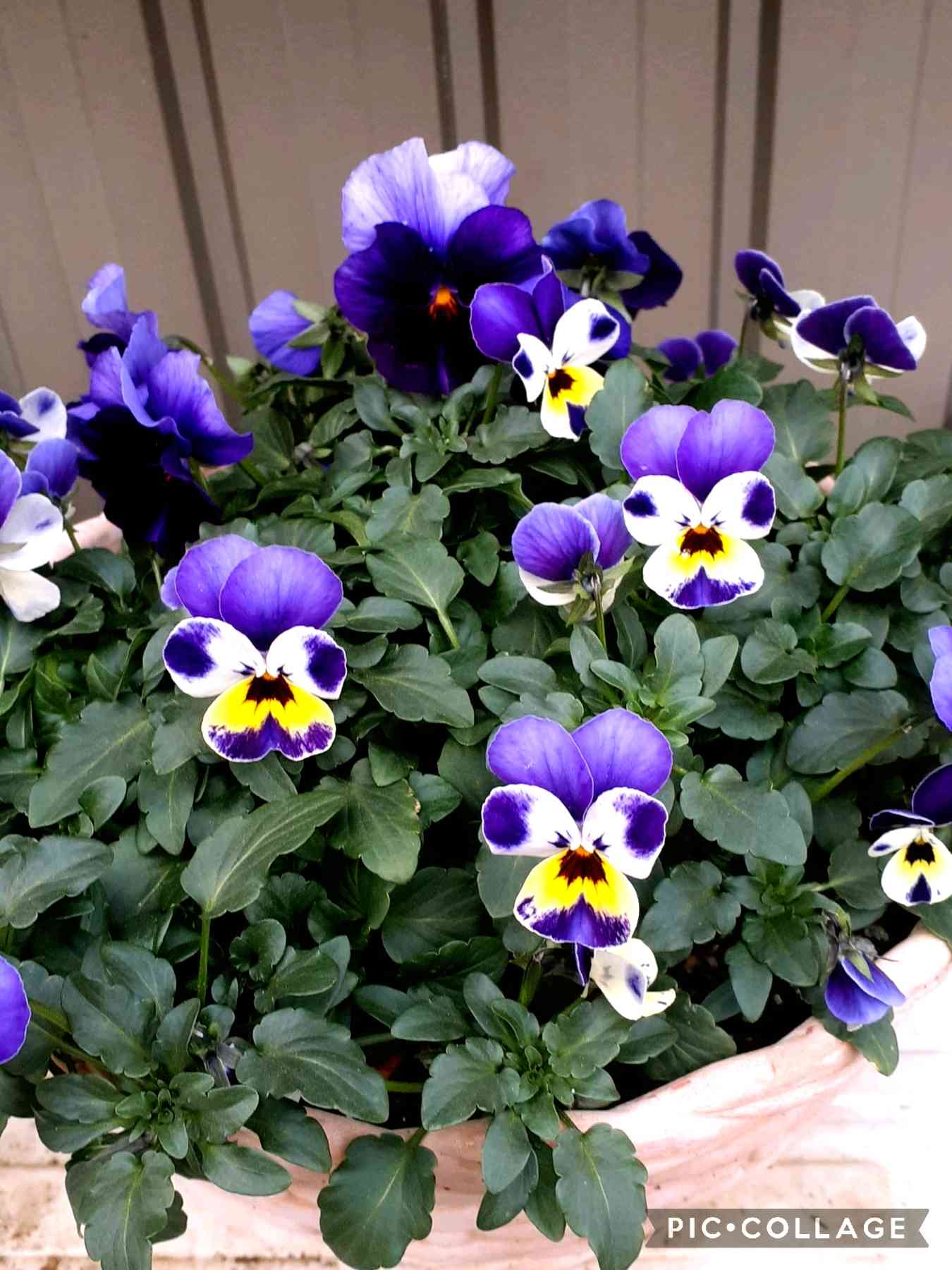 メゾンド ビオラの一覧｜🍀GreenSnap（グリーンスナップ）