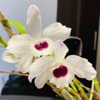 デンドロビウム,デンドロビウム ルビーアイ,かわいい,花のある暮らし,小さな幸せ♡の画像