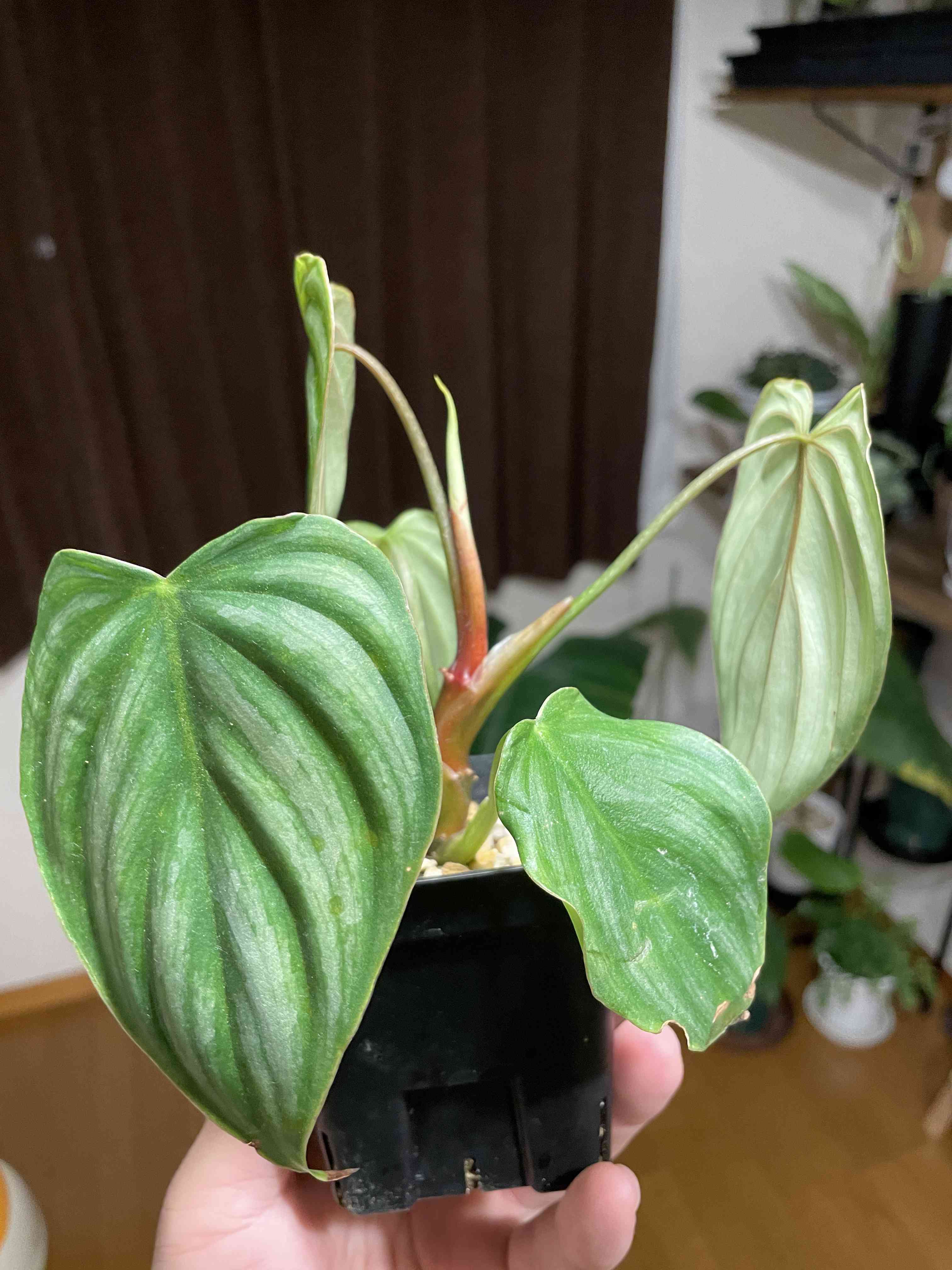 専用happymaechanさん フィロデンドロンプロウマニーブラックフェイス M】フィロデンドロン プロウマニーブラックフェイス