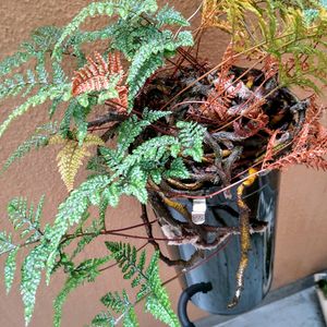 トキワシノブ,ハンキング,シダ植物,緑のある暮らし,リサイクル鉢の画像