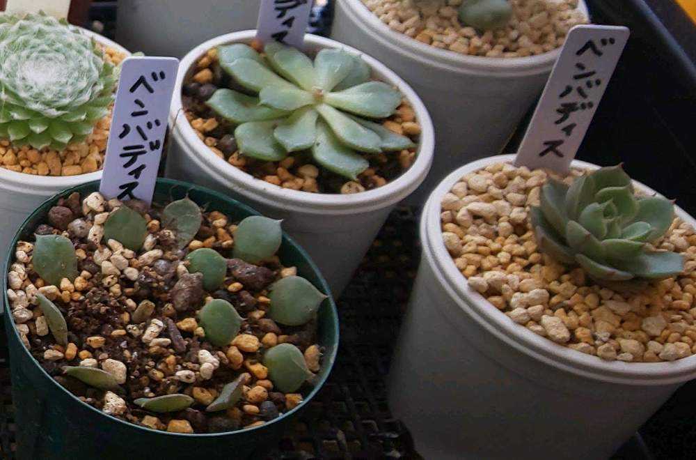 多肉植物エケベリア　ベンバディス ベンバディス】の紹介ページ｜ E-TANIKU（イータニク）