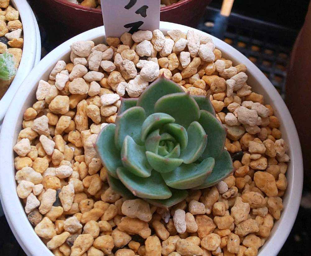 多肉植物エケベリア　ベンバディス Amazon｜ベンバディス 7.5cmポット 多肉植物 エケベリア