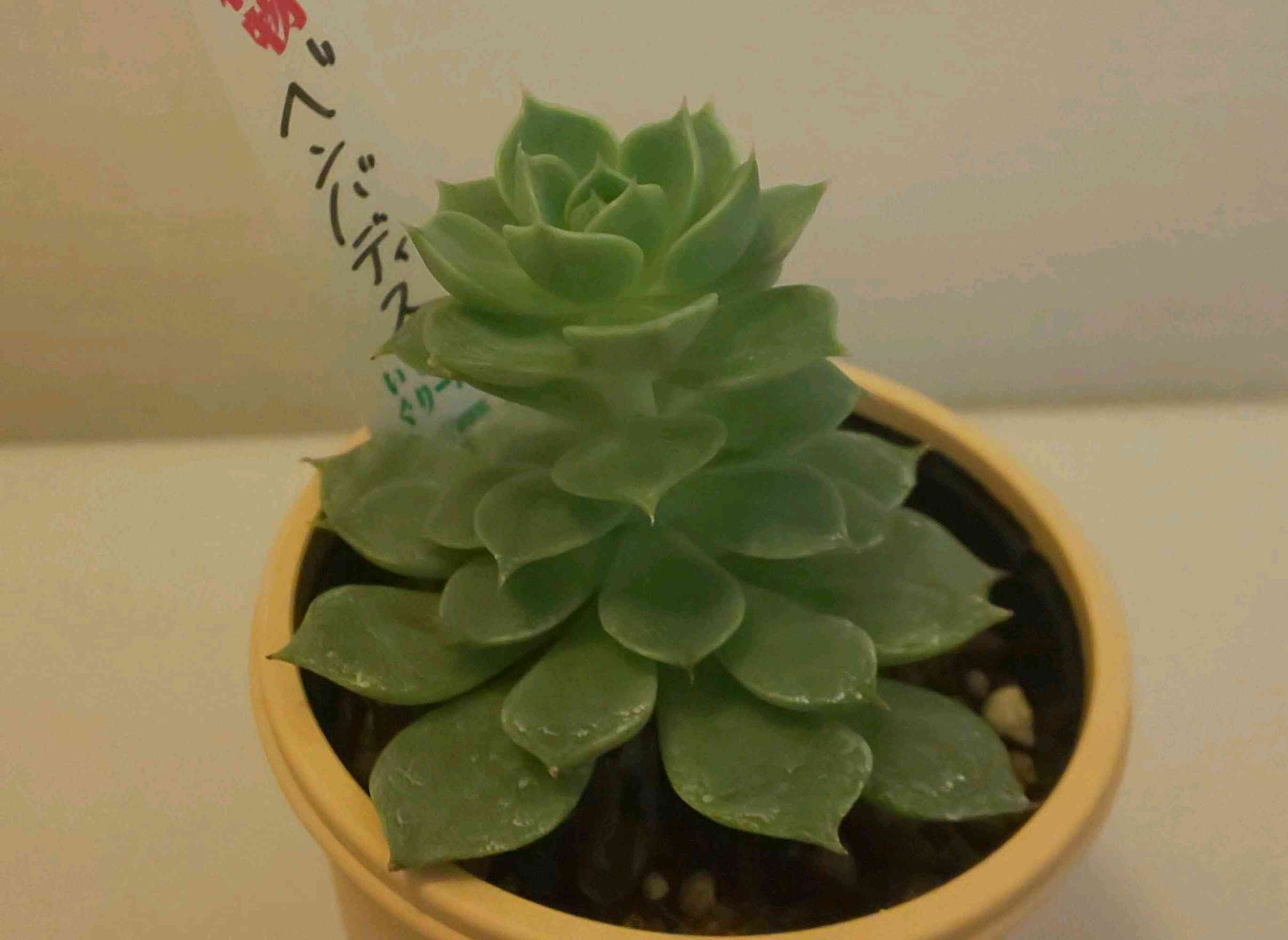 エケベリア ベンバディスの記録｜🍀GreenSnap（グリーンスナップ）
