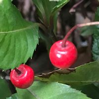 ヤブコウジ,かわいい,癒し,赤い実,花のある暮らしの画像