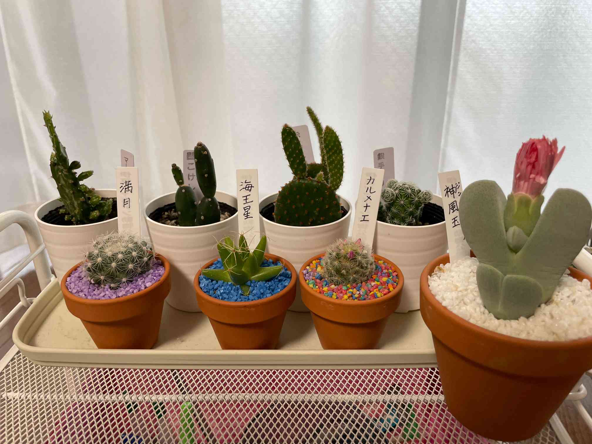 我が家のサボテン達｜🍀GreenSnap（グリーンスナップ）