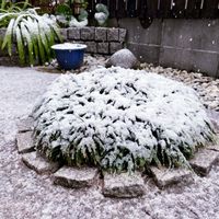 タマリュウ,玉竜,雪景色,和の趣,和の庭の画像