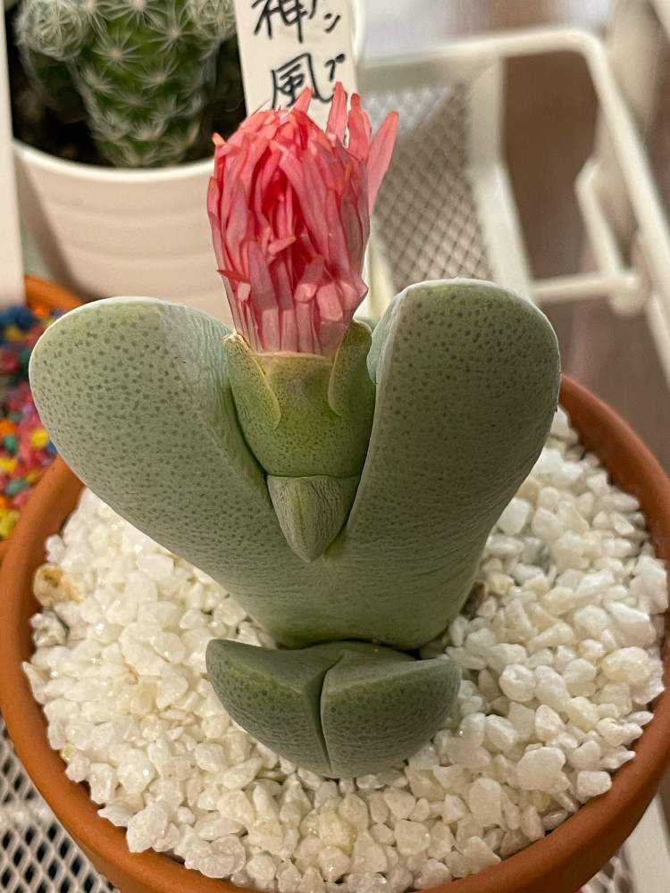 サボテン 種付き♪抜き苗 サボテン 