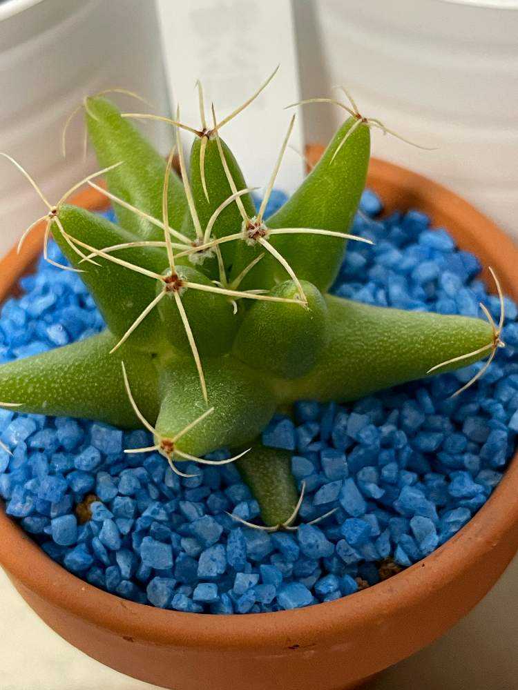 我が家のサボテン達｜🍀GreenSnap（グリーンスナップ）