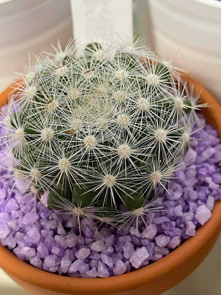 我が家のサボテン達｜🍀GreenSnap（グリーンスナップ）