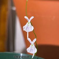 ウサギゴケ,Utricularia sandersonii、ウサギゴケ,雪景色!,雪景色!,食虫植物の画像