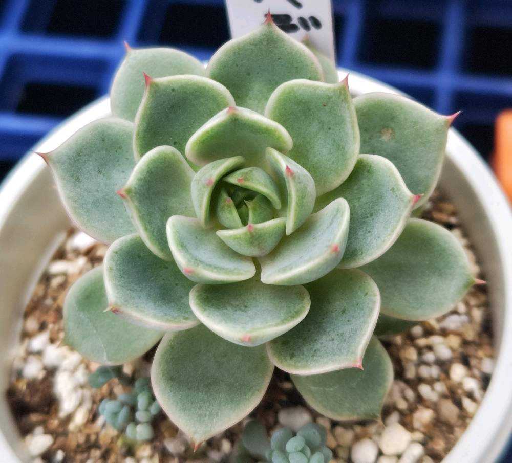 エケベリア ベンバディスの記録｜🍀GreenSnap（グリーンスナップ）