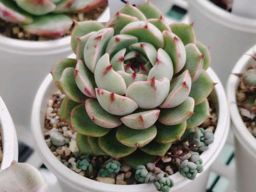 多肉植物エケベリア　ベンバディス 楽天市場】ベンバディス エケベリア属 多肉植物 9cmポット観葉植物