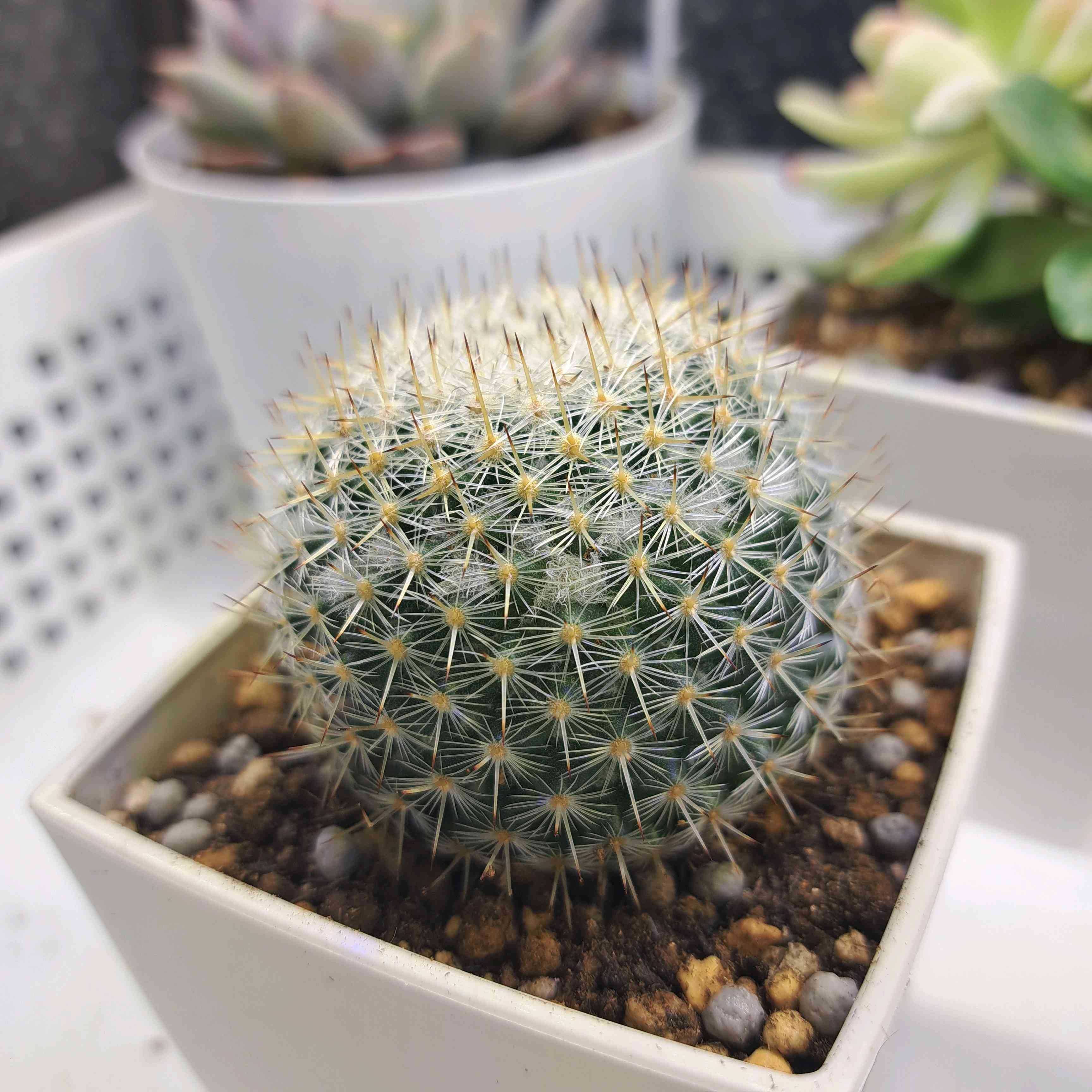 ダイソーサボテン 玉翁？ 経過観察｜🍀GreenSnap（グリーンスナップ）