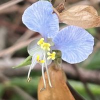 ツユクサ,ウスイロツユクサ,山野草,ツユクサ科,里山の画像