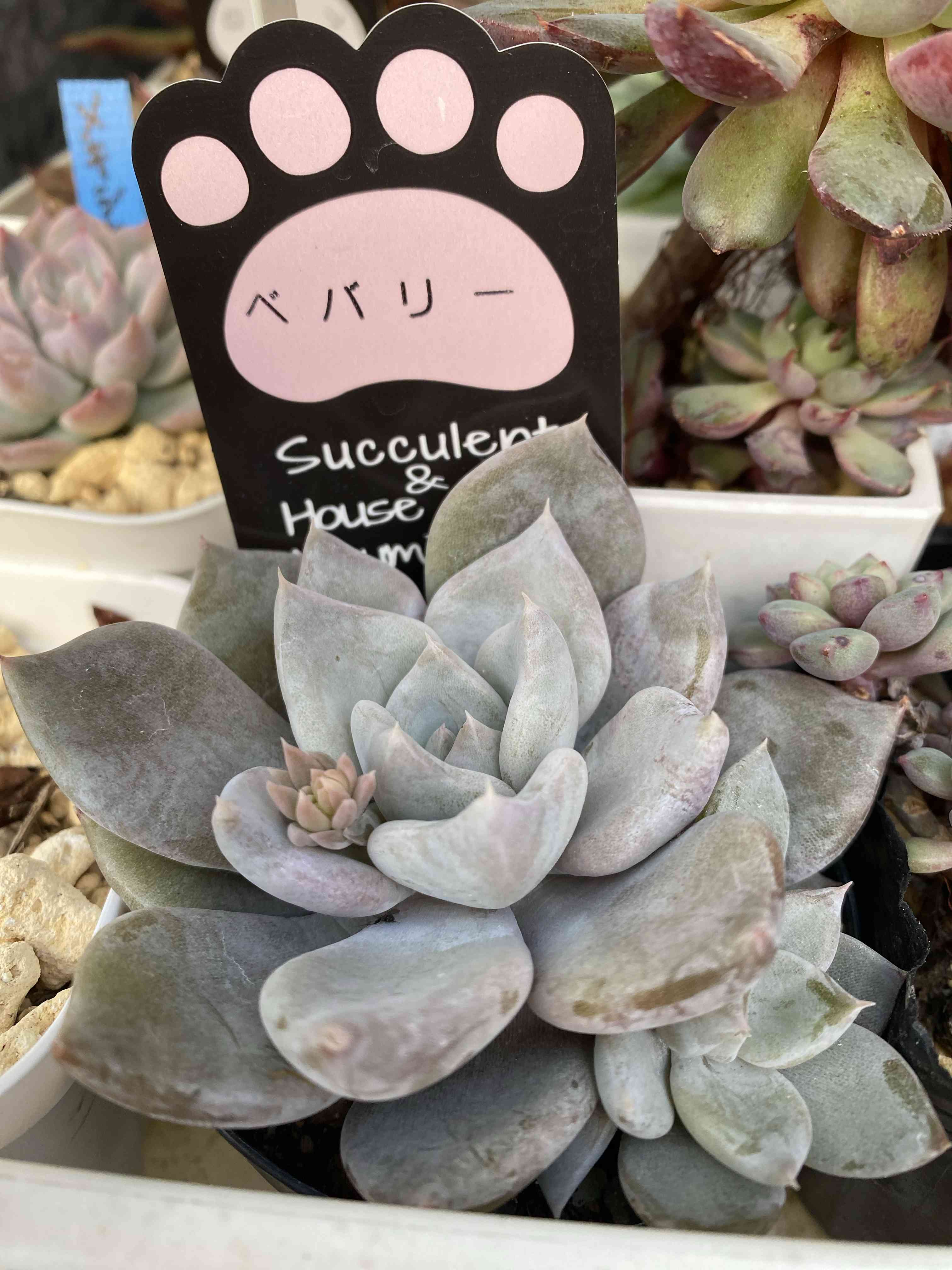 渥美園芸苗の一覧｜🍀GreenSnap（グリーンスナップ）