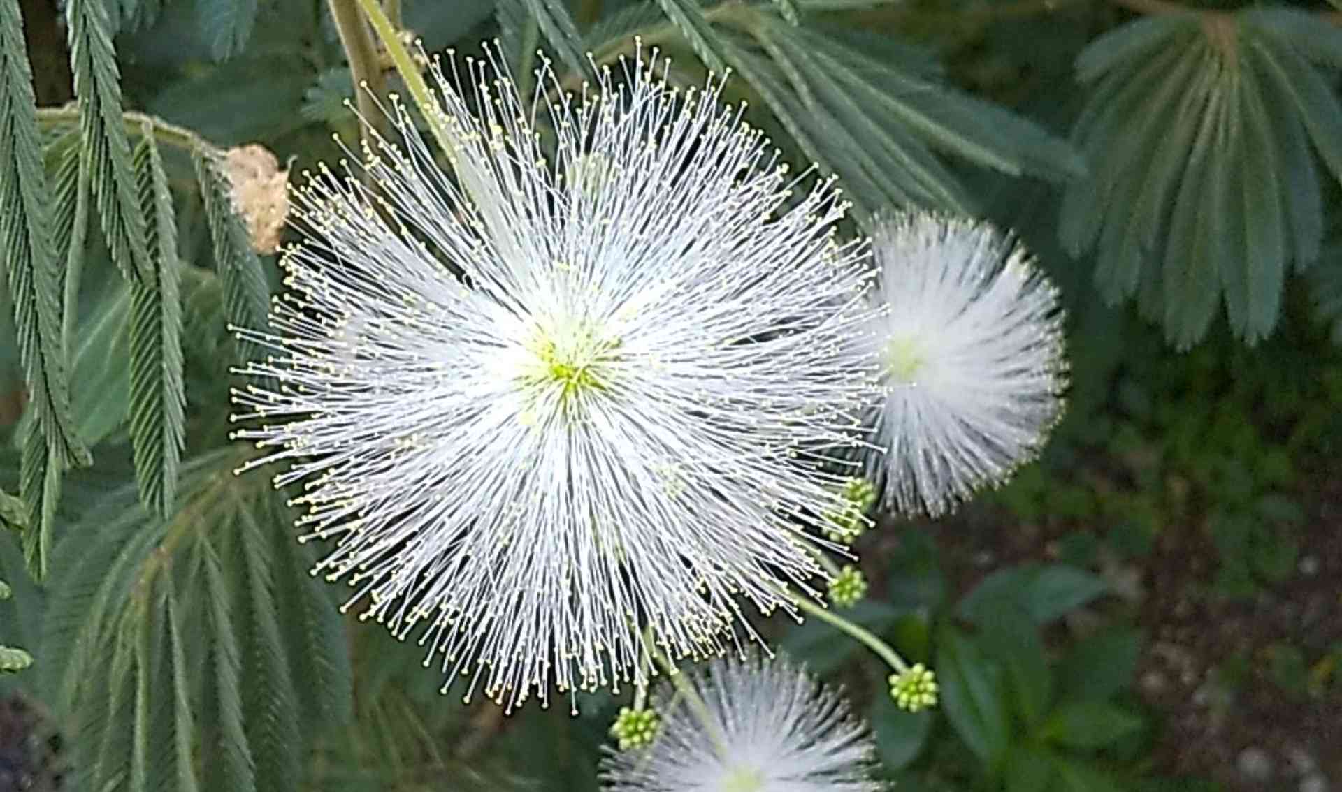 白花ネムノキ（白花合歓木）｜🍀GreenSnap（グリーンスナップ）