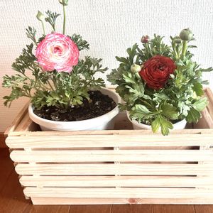 100均DIY,花のある暮らし,DIY好き,淡い優しい色,お花に癒される〜♡の画像