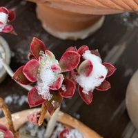 エケベリア　ハムシー,小さな庭♡,真っ赤な火曜日,小さな庭の画像