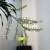 ドラセナ・コンシンネ,ドラセナ・コンシンネ,ドラセナの花,観葉植物,気になる花の画像
