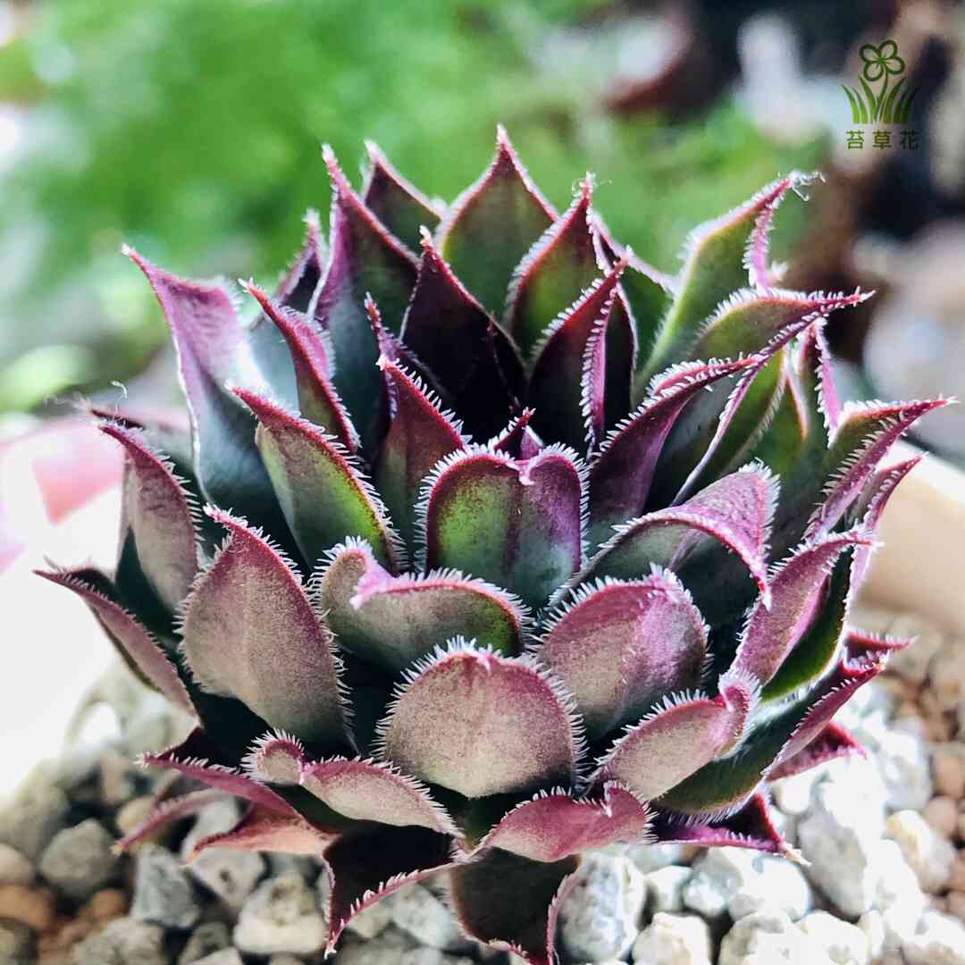 センペルビウム ファイヤーバードの一覧｜🍀GreenSnap（グリーン