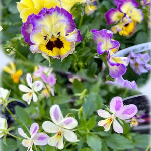 パンジー,花壇,ハーブ園,黄色の花,紫色の花の画像