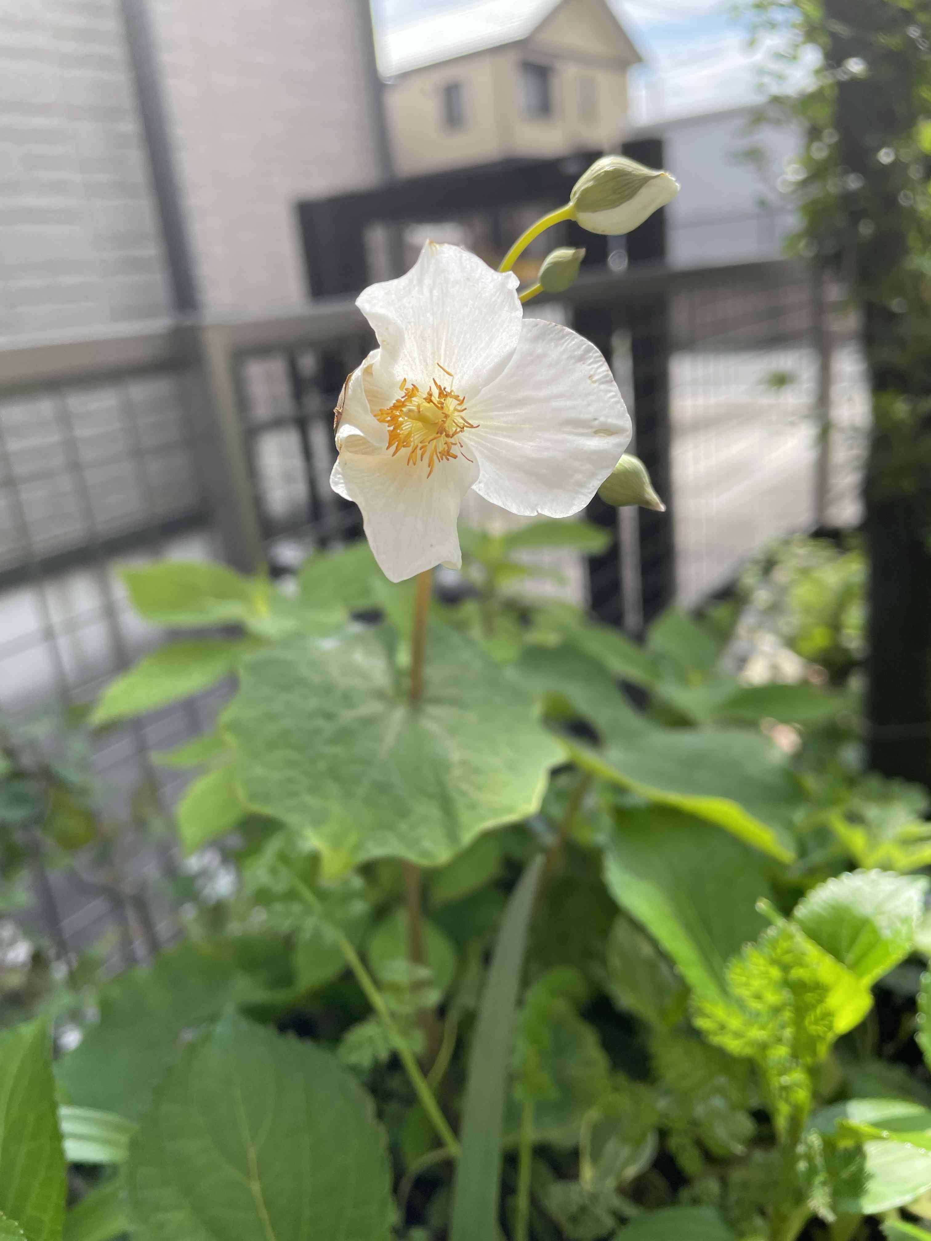 白い花🤍だヨ！全員集合🌻🐸🌵｜🍀GreenSnap（グリーンスナップ）