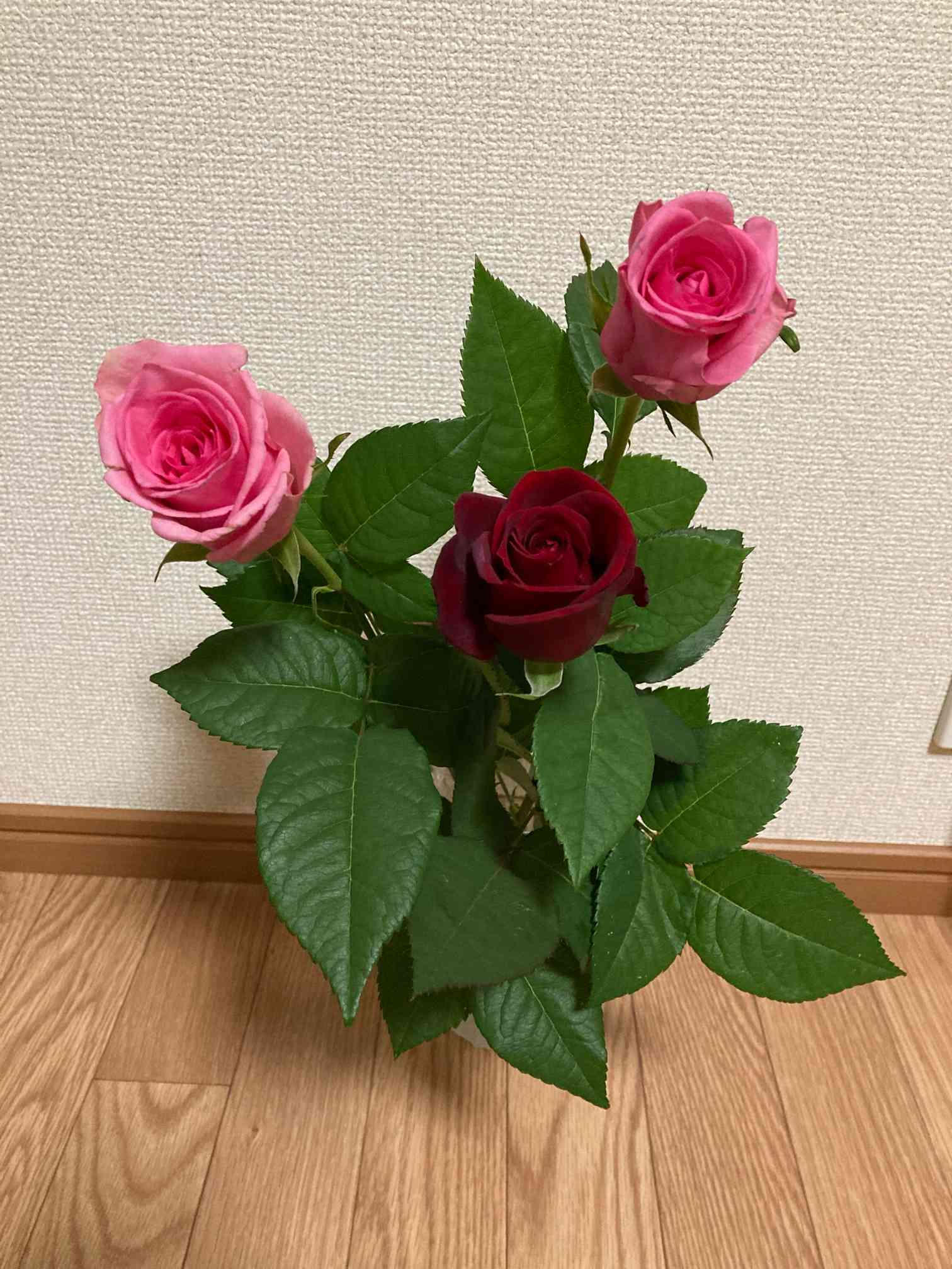 切り花から挿し木｜🍀GreenSnap（グリーンスナップ）